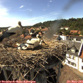 16_40-nest.jpg