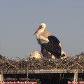 16_50-mast.jpg