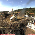 16_50-nest.jpg