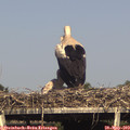 17_00-mast.jpg