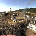 17_05-nest.jpg