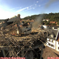 17_20-nest.jpg