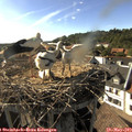 17_30-nest.jpg