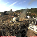 17_35-nest.jpg