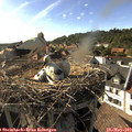 17_40-nest.jpg
