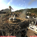 17_50-nest.jpg