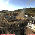 17_55-nest.jpg