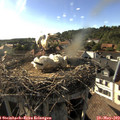 18_00-nest.jpg