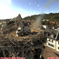 18_05-nest.jpg
