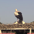 18_10-mast.jpg