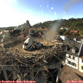 18_10-nest.jpg