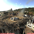 18_15-nest.jpg