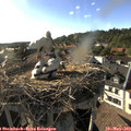18_20-nest.jpg