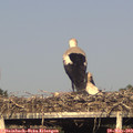 18_25-mast.jpg