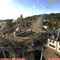 18_25-nest.jpg