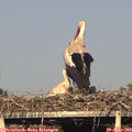 18_30-mast.jpg