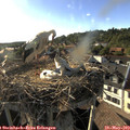 18_30-nest.jpg