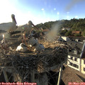 18_35-nest.jpg