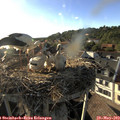 18_40-nest.jpg