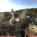 18_45-nest.jpg