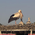 18_50-mast.jpg