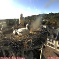 18_50-nest.jpg