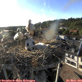 18_55-nest.jpg