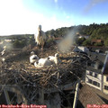 19_00-nest.jpg