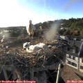 19_05-nest.jpg