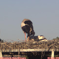 19_10-mast.jpg