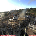 19_10-nest.jpg