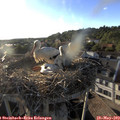 19_15-nest.jpg