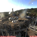 19_20-nest.jpg