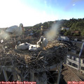 19_25-nest.jpg