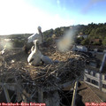 19_30-nest.jpg