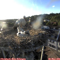 19_35-nest.jpg