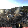 19_40-nest.jpg