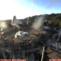 19_45-nest.jpg
