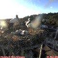 19_50-nest.jpg