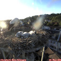 19_55-nest.jpg