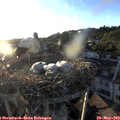 20_00-nest.jpg
