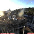 20_05-nest.jpg