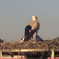 20_15-mast.jpg