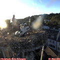 20_15-nest.jpg