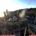 20_20-nest.jpg