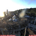 20_25-nest.jpg