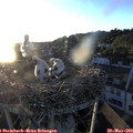 20_30-nest.jpg