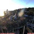 20_35-nest.jpg
