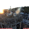 21_00-nest.jpg