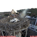 05_25-nest.jpg